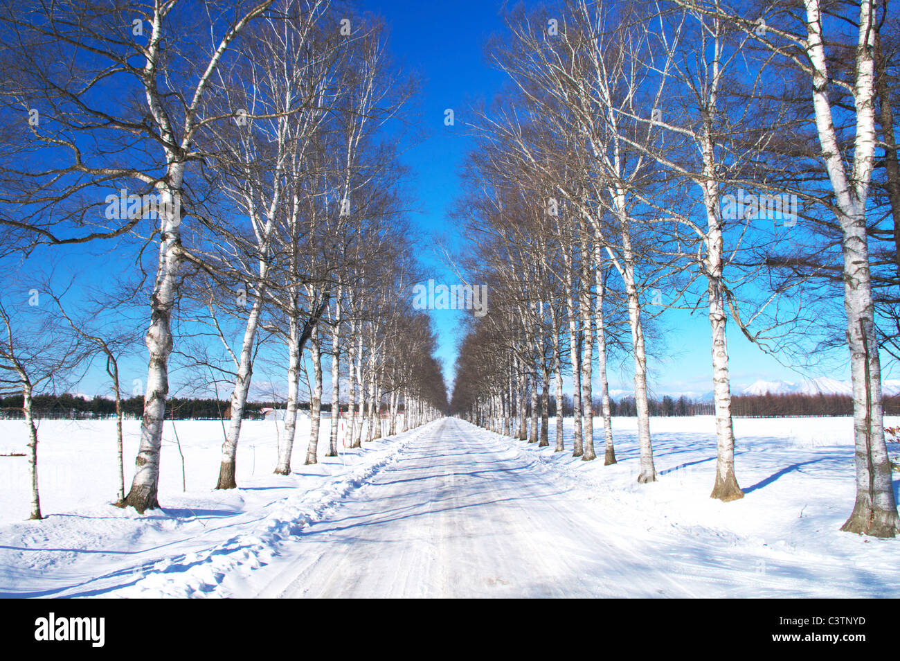 Ländliche Weg gesäumt von Birken im Winter Stockfoto