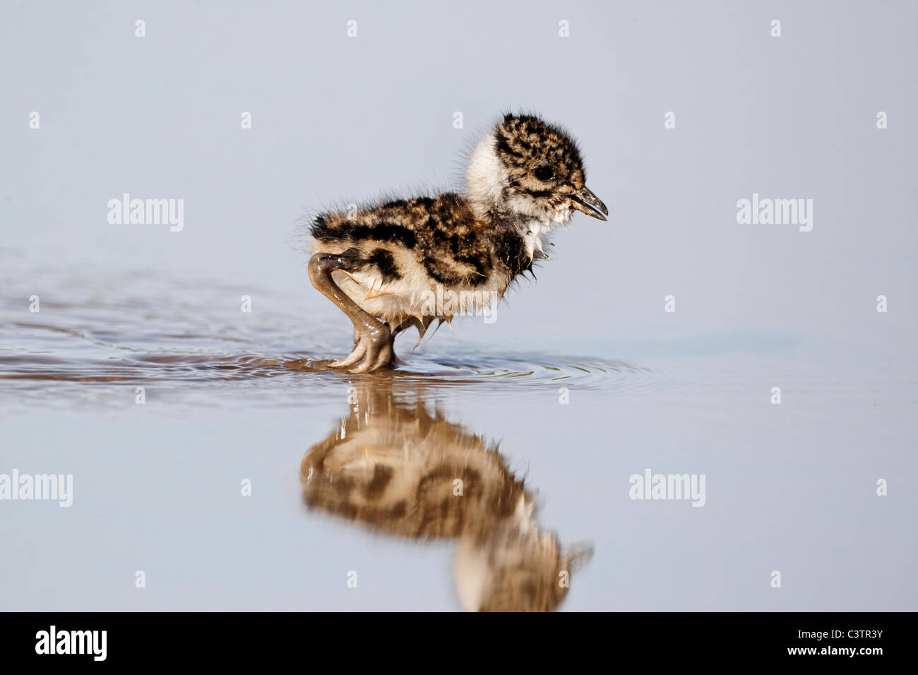 Nördlichen Kiebitz, Vanellus Vanellus, junge Küken, Midlands, April 2011 Stockfoto