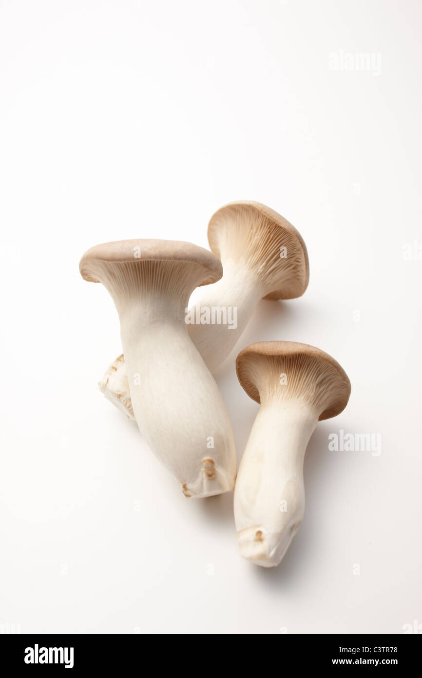 Drei König Austernpilze Stockfoto