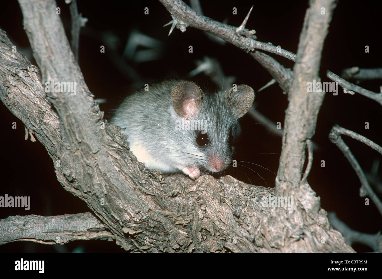 Acacia Ratte (Thallomys Paedulcus: Polypodiaceae) juvenile Nahrungssuche in seiner Heimat Akazie in der Nacht in der Kalahari-Wüste in Südafrika Stockfoto