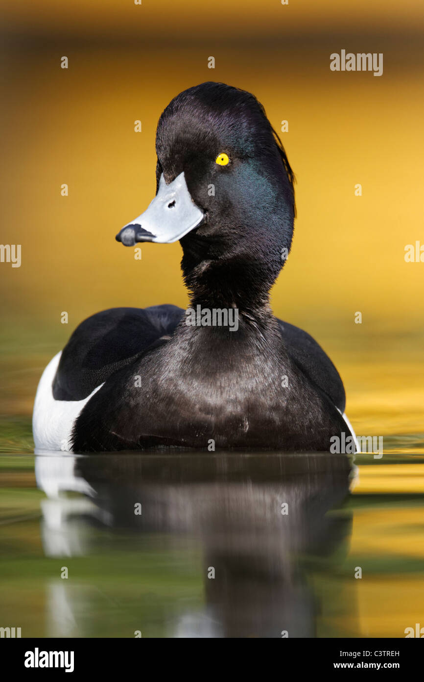 Reiherenten, Aythya Fuligula, einzelne Männchen auf dem Wasser mit gelben Reflexion, London, Midlands, April 2011 Stockfoto