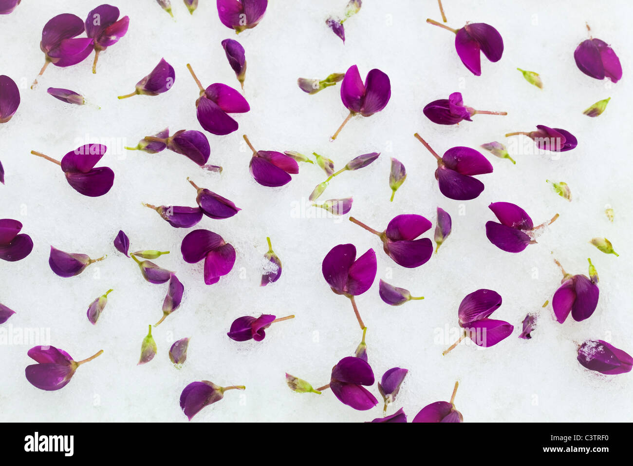 Lupine Blütenblätter Stockfoto