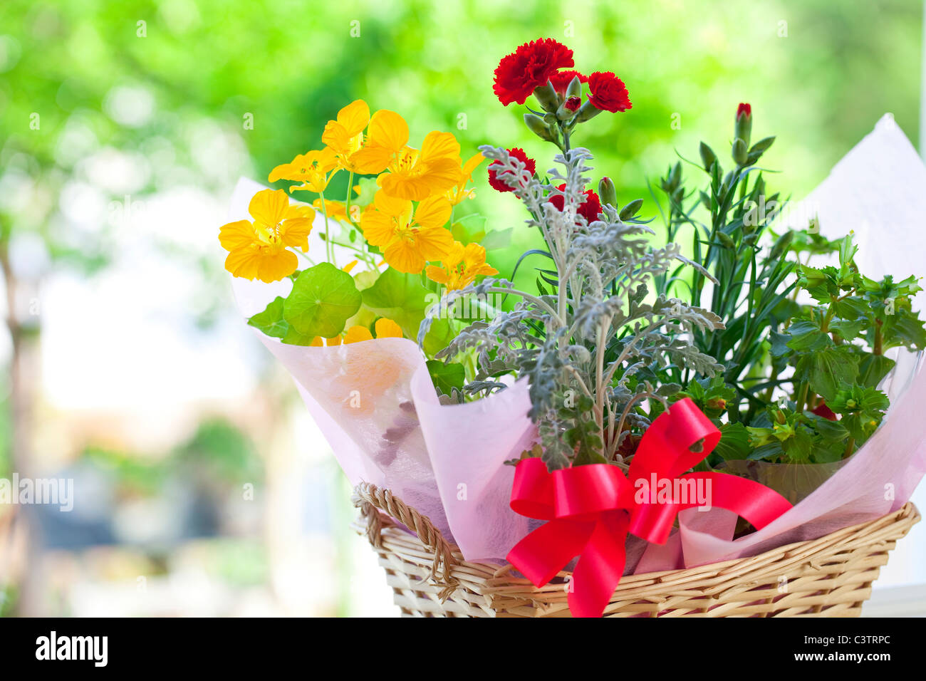 Nelke und Kapuzinerkresse Blumen Stockfoto