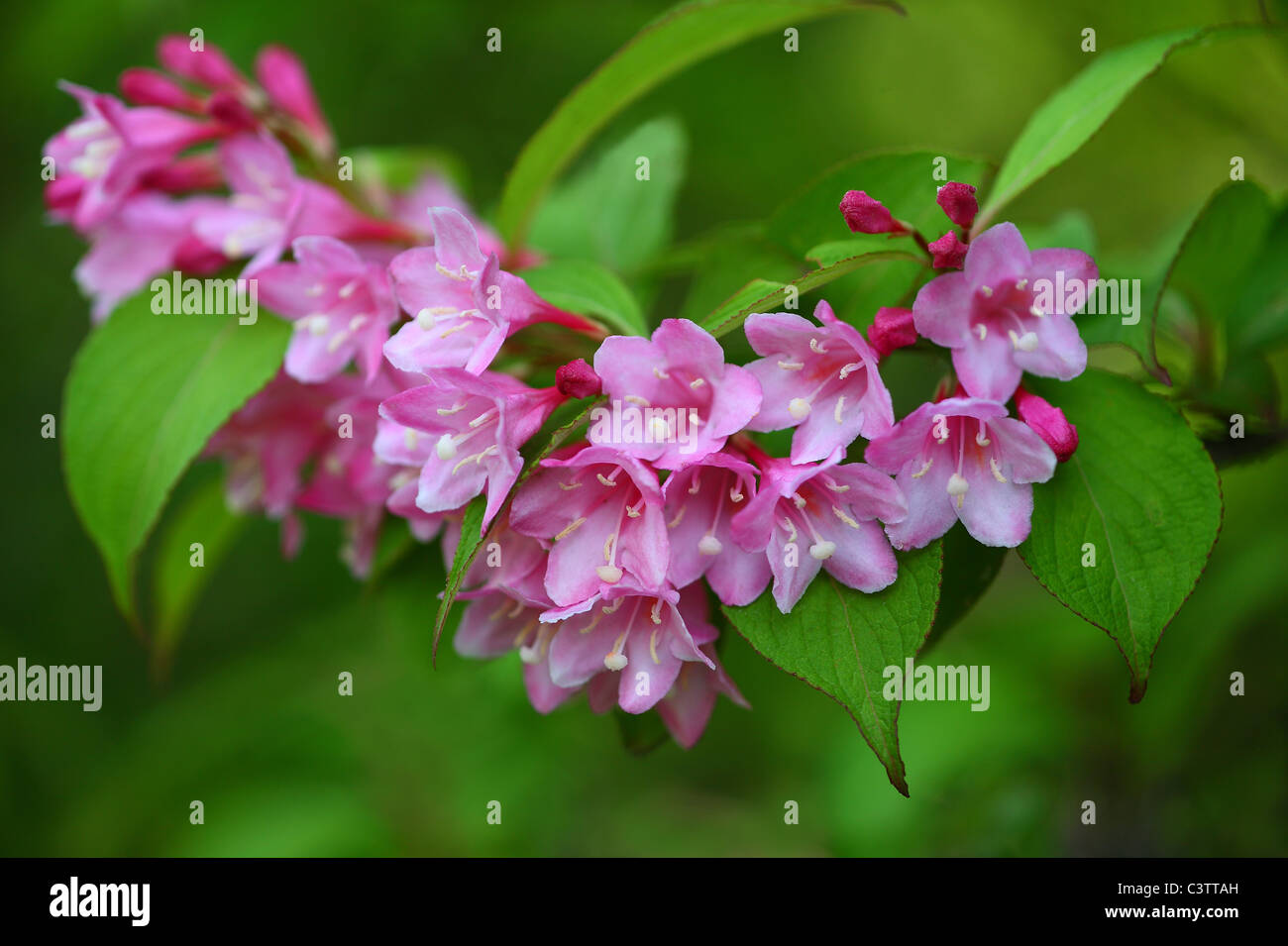 Weigela may Fotos und Bildmaterial in hoher Auflösung Alamy