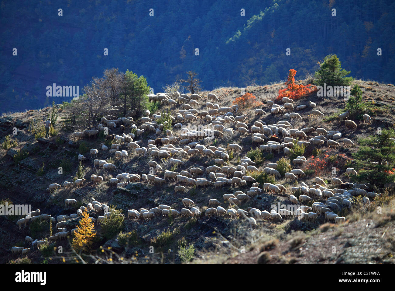 Transhumanz in den Gorges de Daluis im nördlichen Alpes-Maritimes Stockfoto