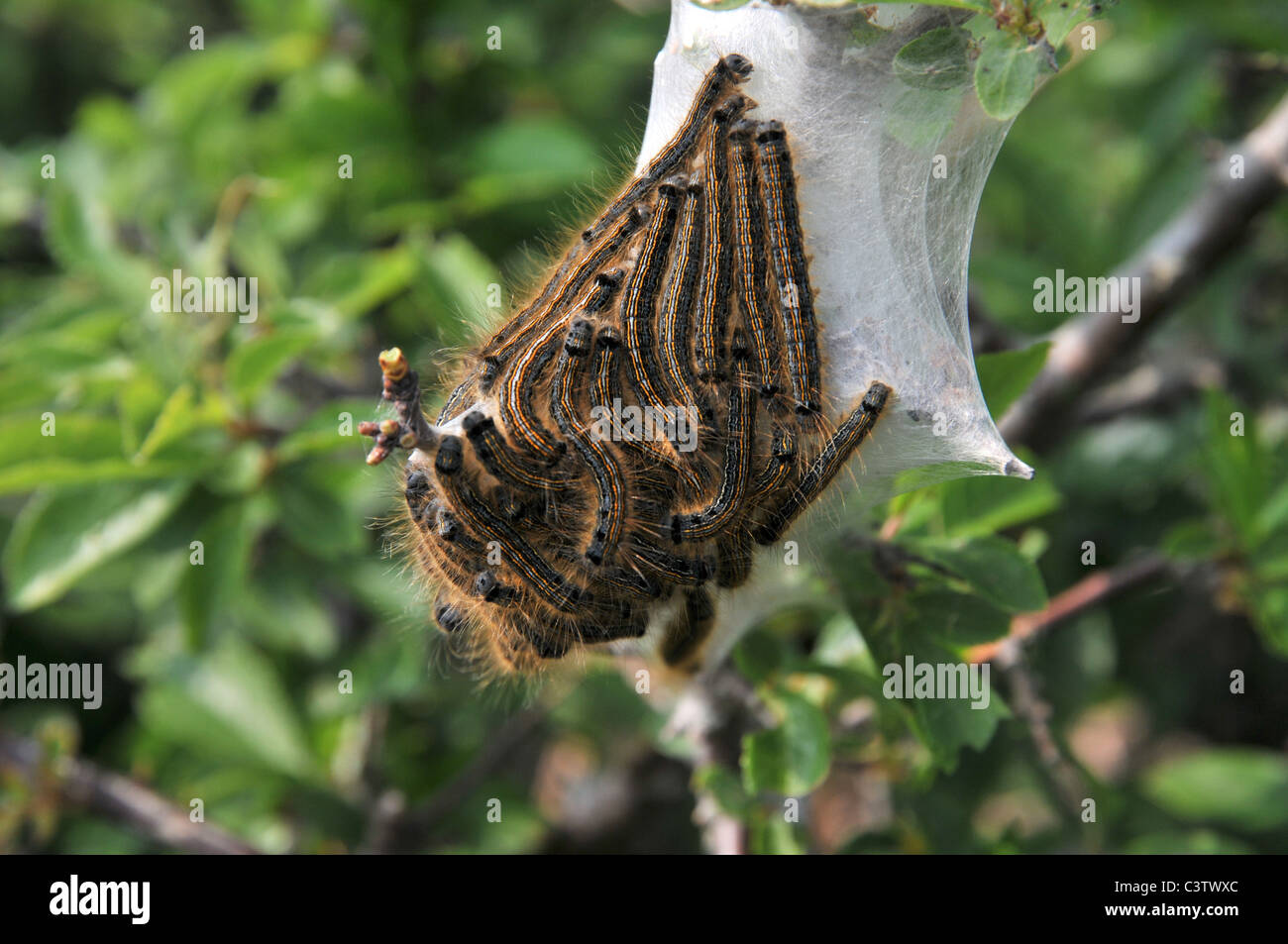 Lakai Moth Raupen machen ein schützendes Netz Stockfoto