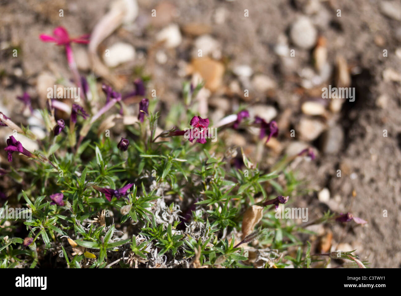 Phlox Douglasii Zigeuner blut Stockfoto