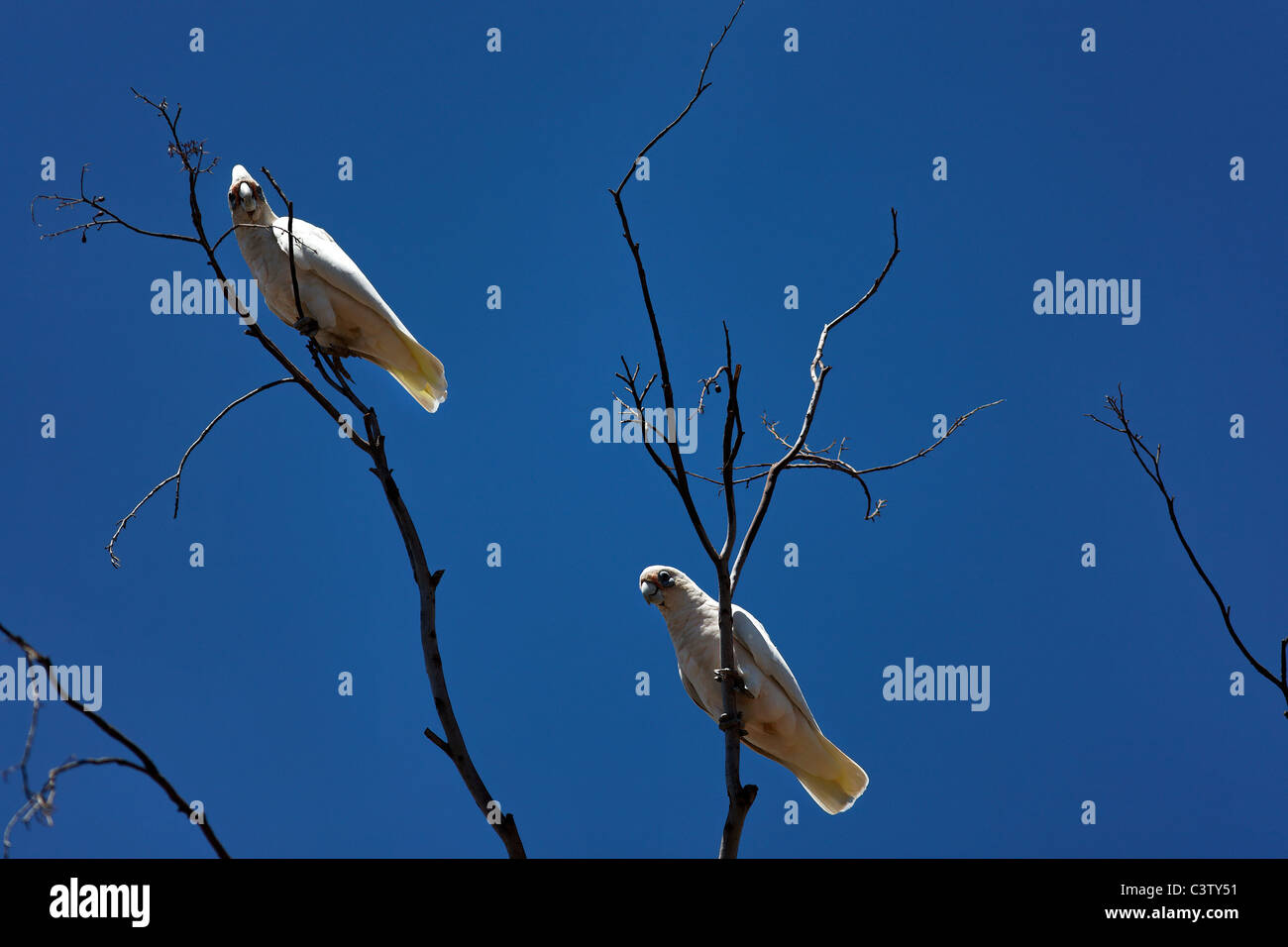 Little Corella Kakadus (Cacatua sanguineaund) im Baum, Western Australia Stockfoto