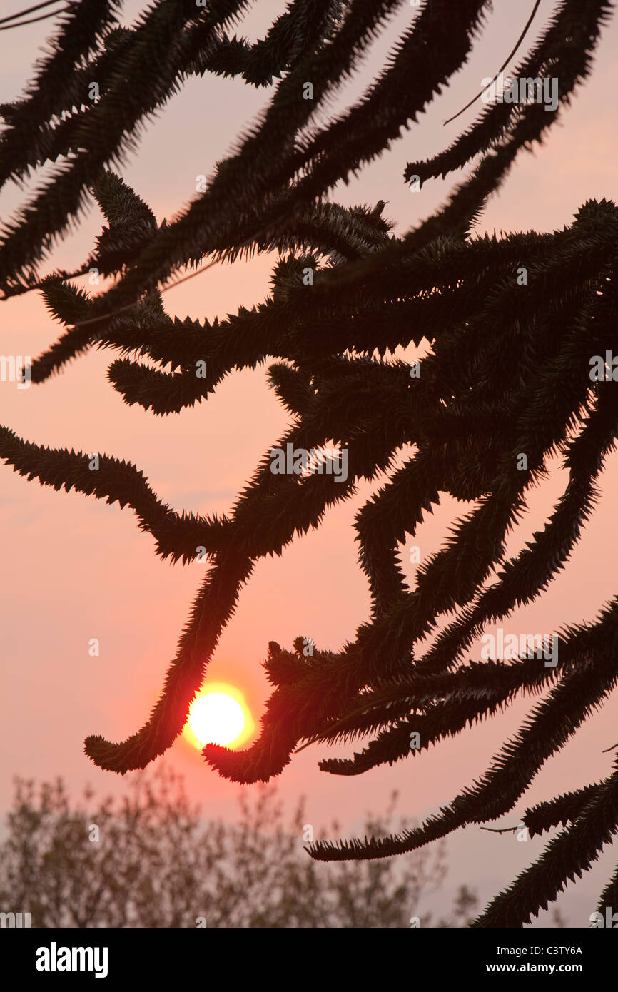 Sonnenuntergang durch die Zweige eines Monkey Puzzle-Baumes (Araucaria Araucana) in Windermere, Cumbria, UK. Stockfoto