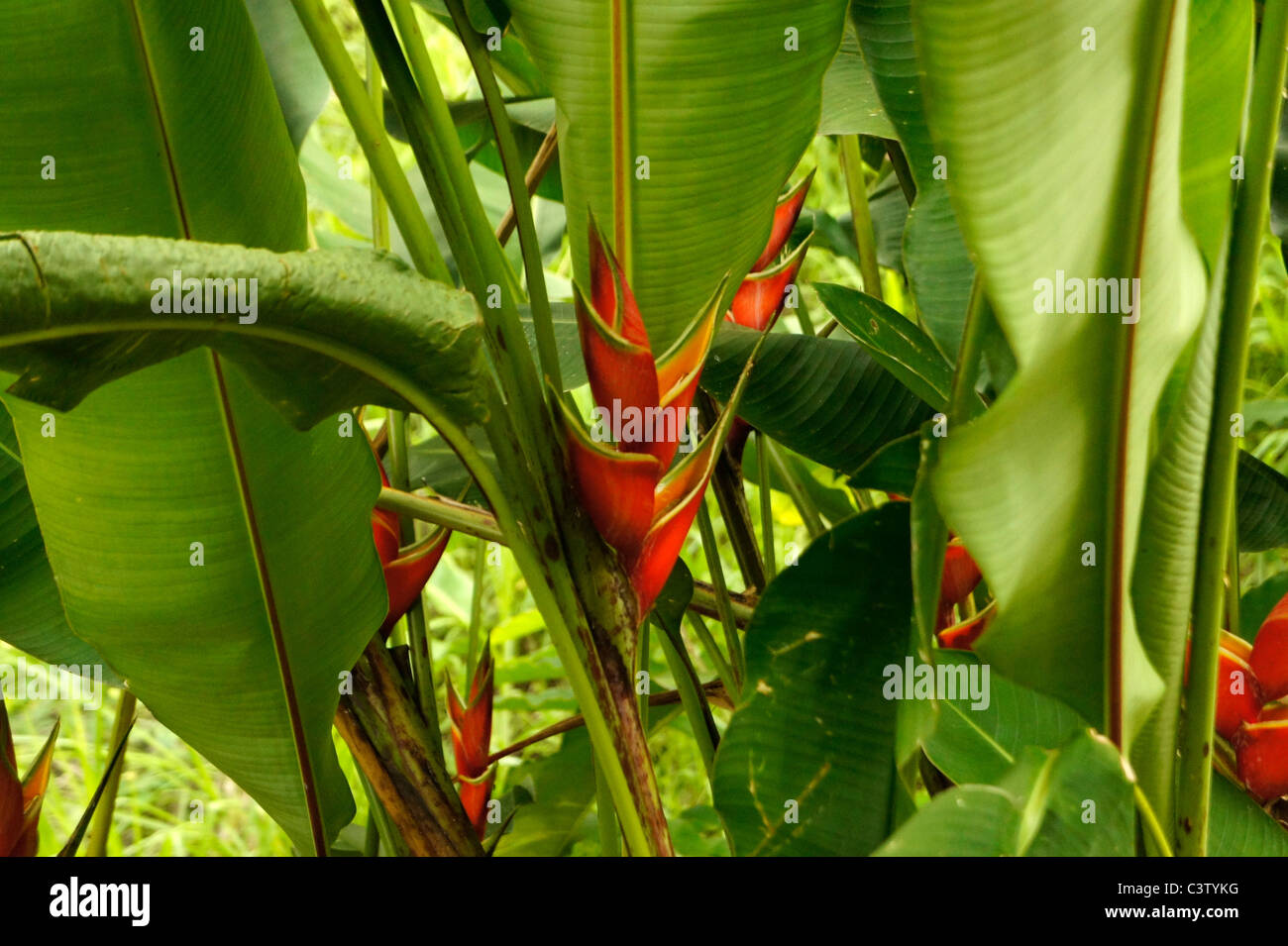 Tropische Blumen (Heliconia rot Wagneriana), Minca, Magdalena Abteilung, Kolumbien Stockfoto