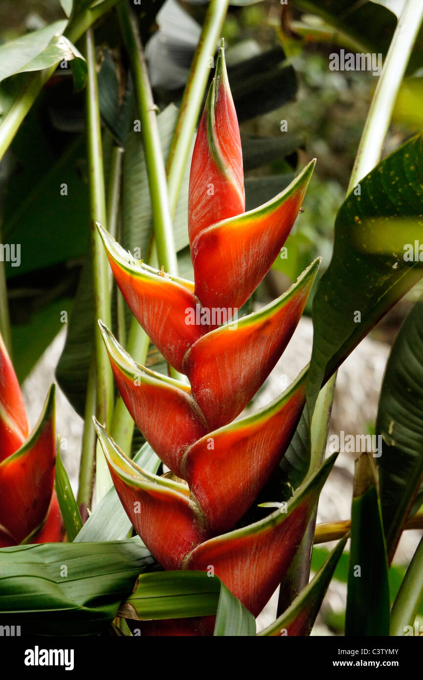Tropische Blume (Heliconia rot Wagneriana), Minca, Magdalena Abteilung, Kolumbien Stockfoto