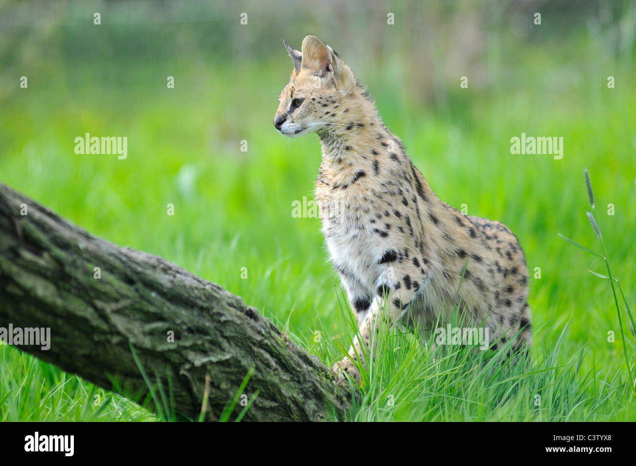 Serval (Leptailurus Serval) Ansicht des Profils in den Rasen und in der Nähe eines Baumes Stamm Stockfoto