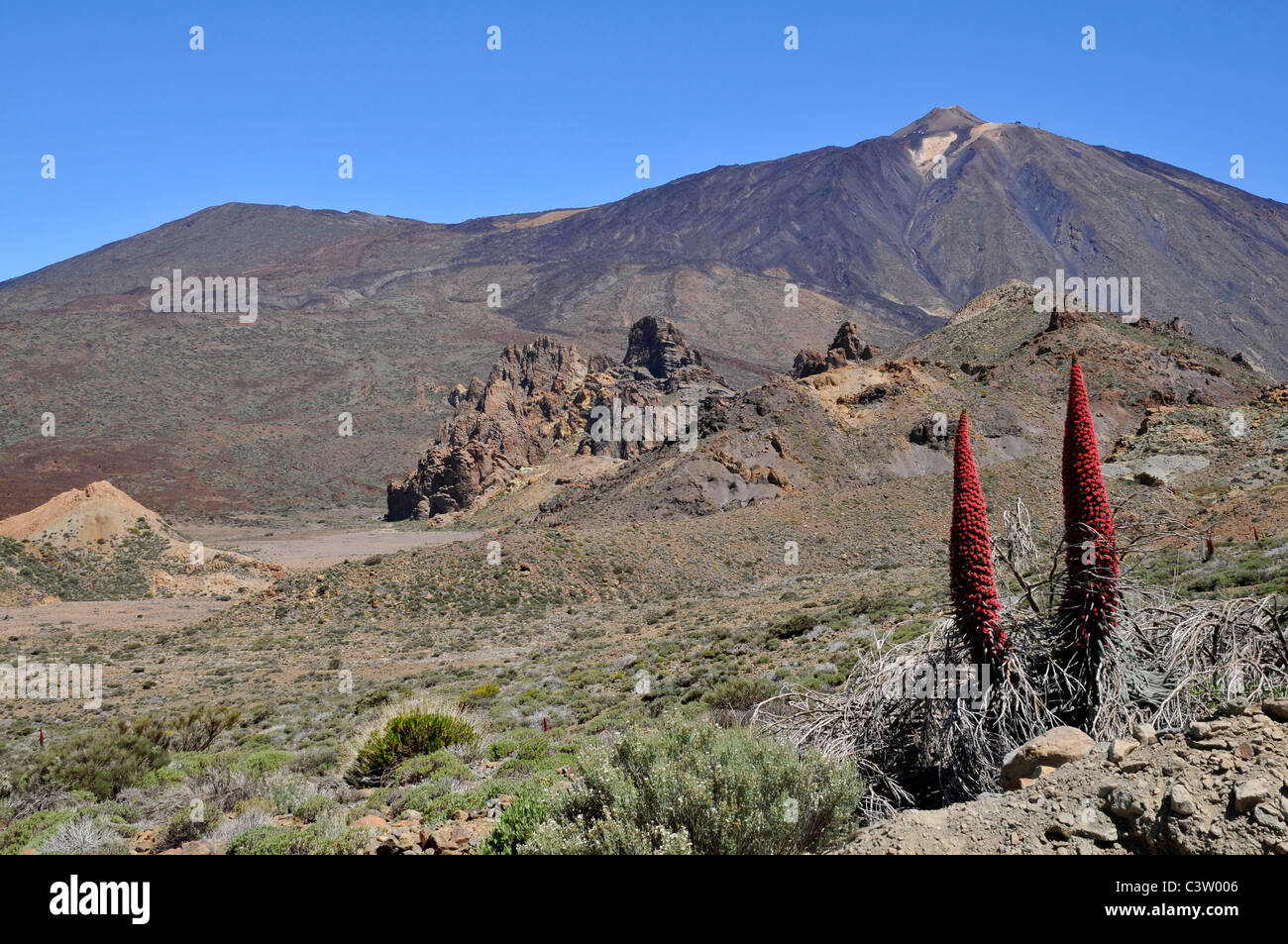 Mount Teide oder im spanischen Pico del Teide (3718m), ist ein Vulkan auf Teneriffa in den spanischen Kanarischen Islands.Two Tajinaste Blumen Stockfoto