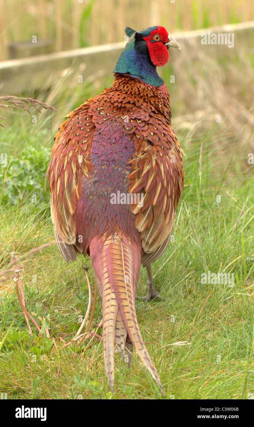 Wilde Vögel Gänse Kraniche Enten Stockfoto