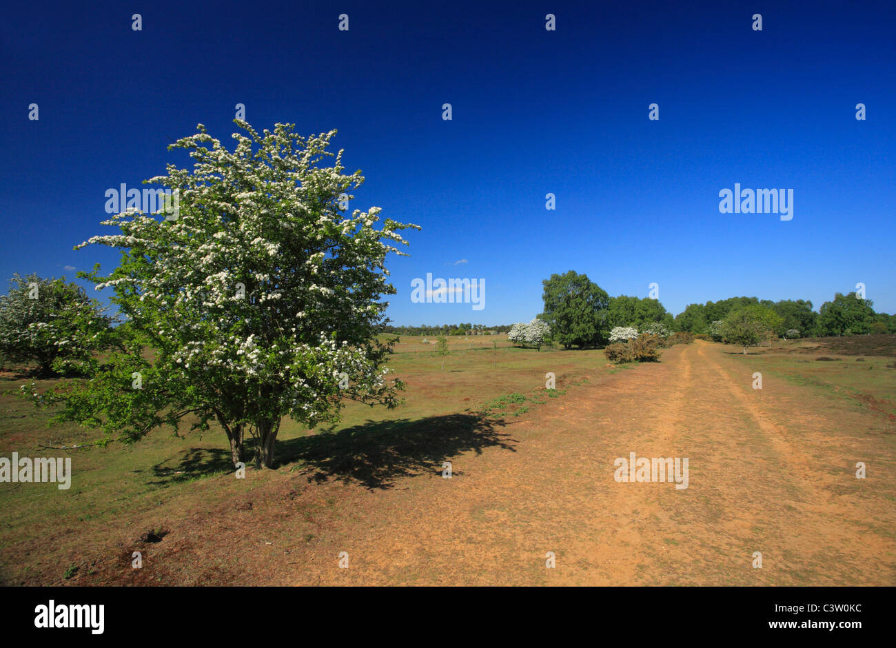 Edmund gemeinsamen Heide in West Norfolk. Stockfoto