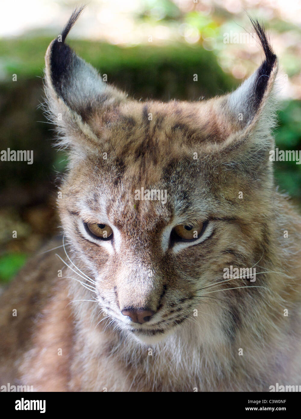 Luchs (Kopfschuss) Stockfoto