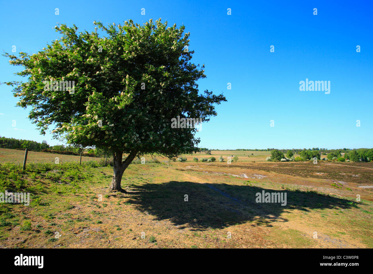 Edmund gemeinsamen Heide in West Norfolk. Stockfoto