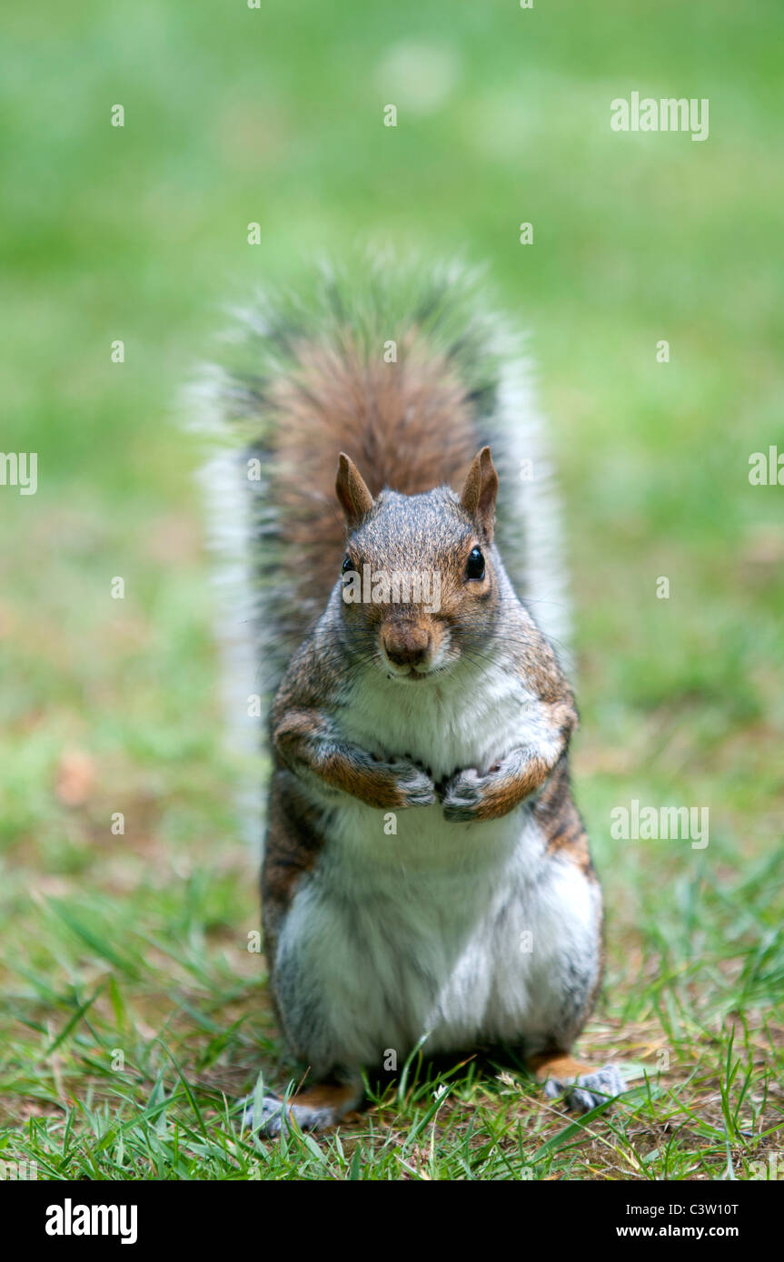 Tierwelt Natur Sciurus Carolinensus graue Eichhörnchen Greenwich Park City London Nuss Nüssen Essen uk Großbritannien england Stockfoto