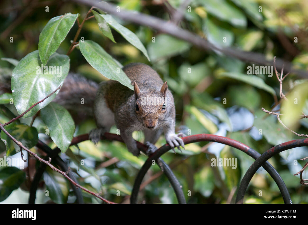 Tierwelt Natur Sciurus Carolinensus graue Eichhörnchen Greenwich Park City London Nuss Nüssen Essen uk Großbritannien england Stockfoto