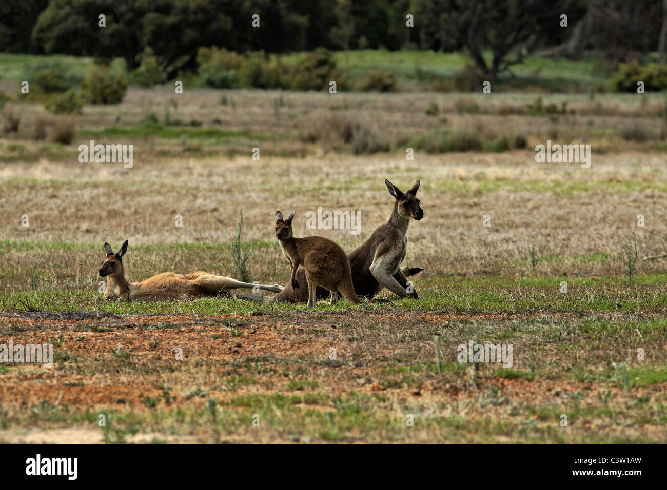 Känguru-Familie in Wiese, Süd-West Australien Stockfoto