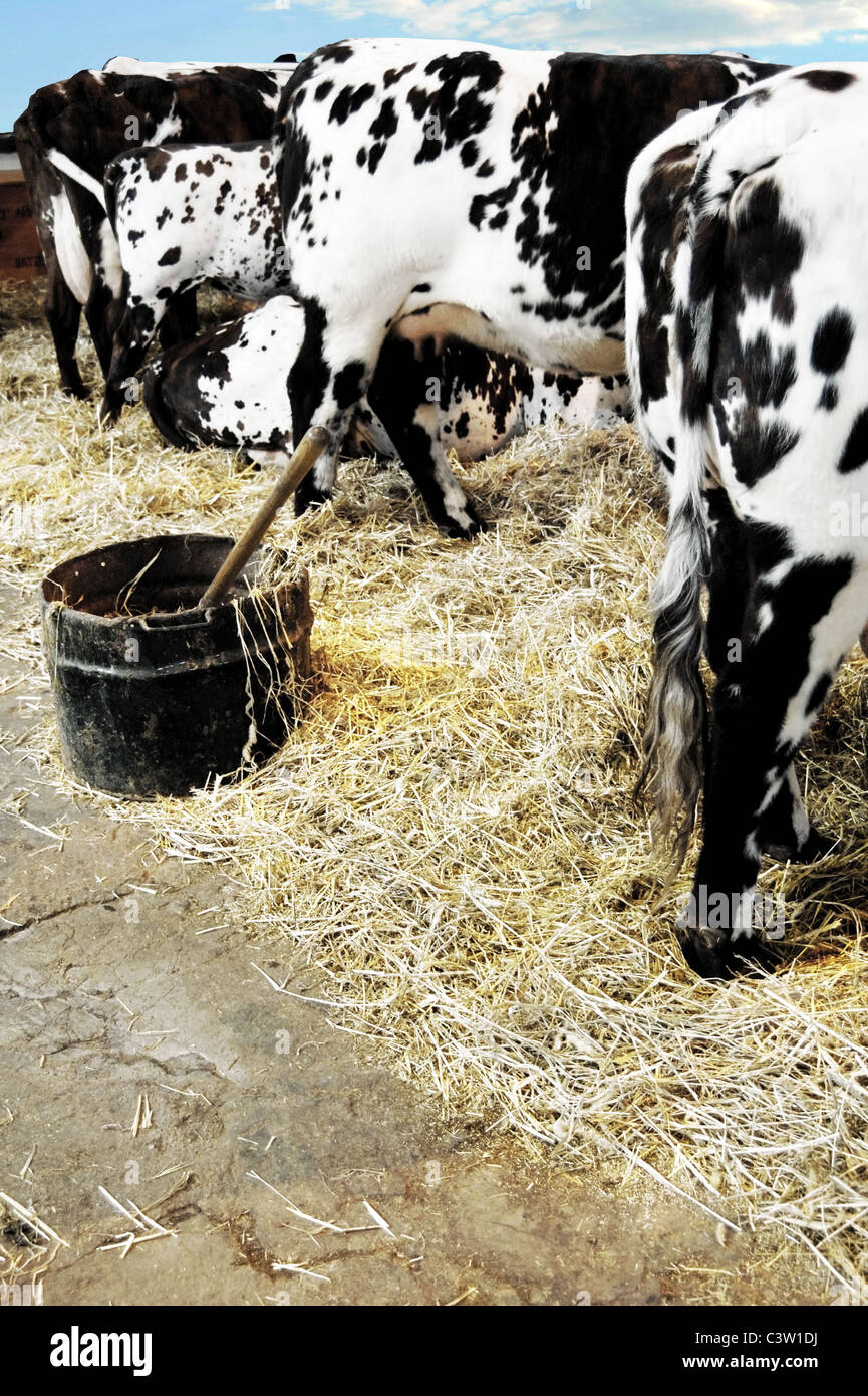 Milchkühe bei der Fütterung auf dem Bauernhof. Ansicht von hinten Stockfoto