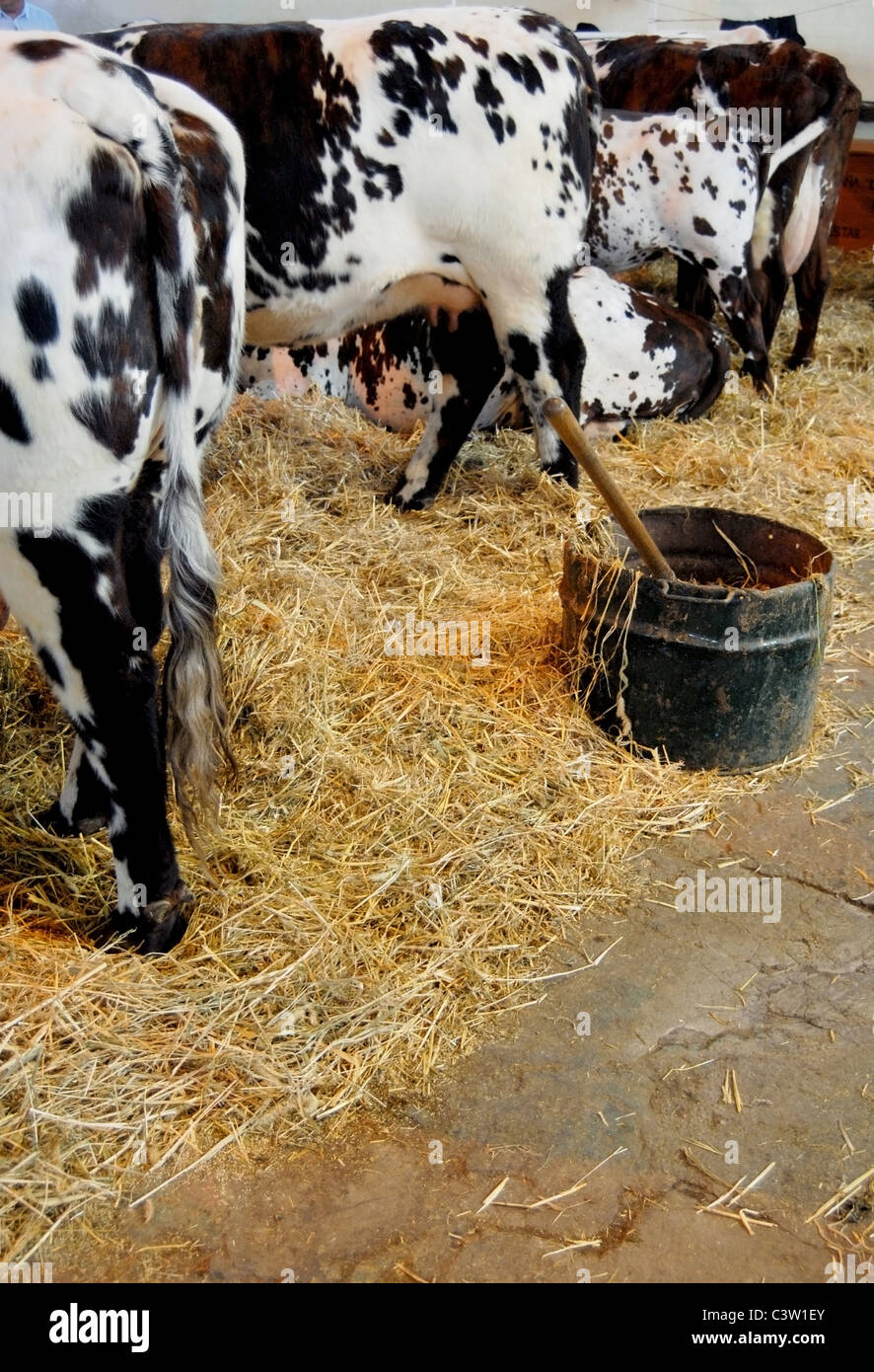 Kühe bei der Fütterung auf dem Milchviehbetrieb. Ansicht von hinten Stockfoto