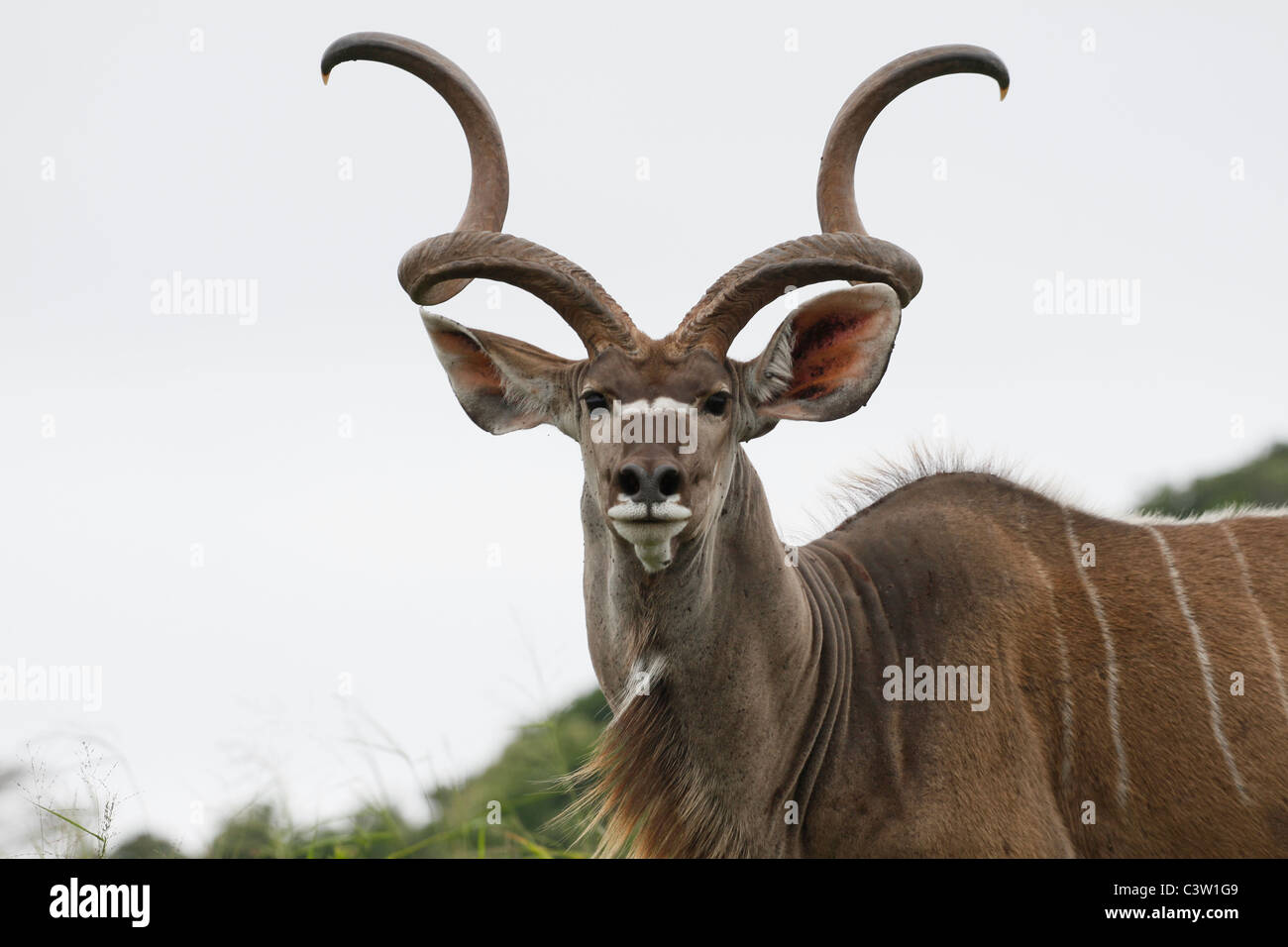 Männliche Kudu Bull, St Lucia Wetlands Nationalpark, KZN, Südafrika. Stockfoto