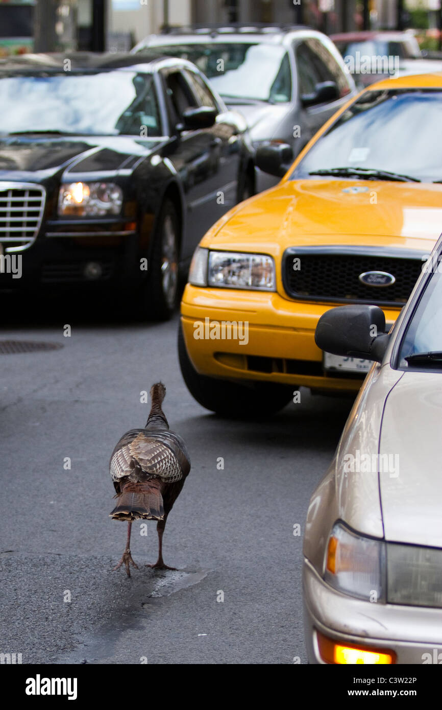 Junger Wilder Truthahn durch die Straßen von Lower Manhattan Stockfoto