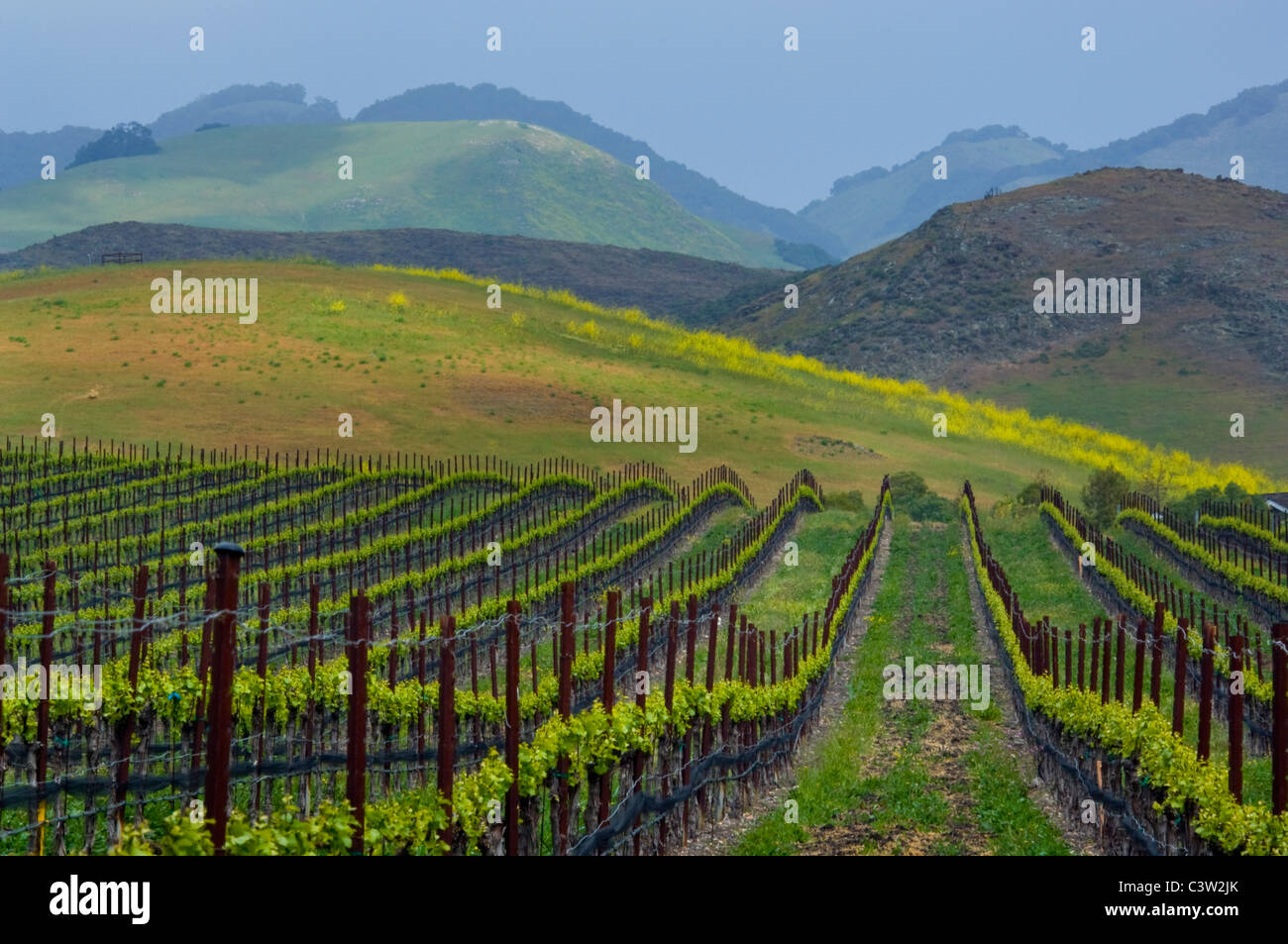 Reihen von Wein Reben im Weinberg und grünen Hügeln im Frühjahr, Edna Valley, San Luis Obispo County, Kalifornien Stockfoto