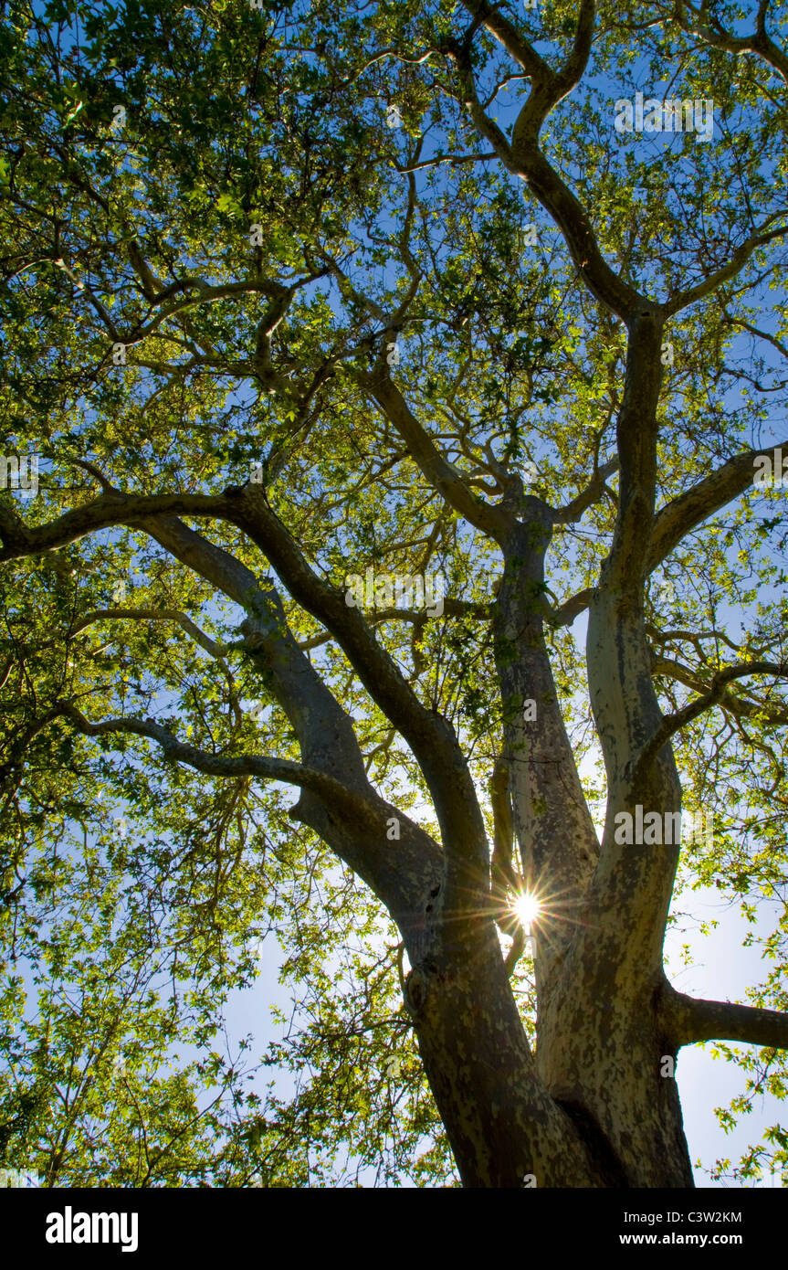 Sonnenlicht durch Stamm des 100 Jahre alten Platane bei Linn's Family Farm, in der Nähe von Cambria, Kalifornien Stockfoto