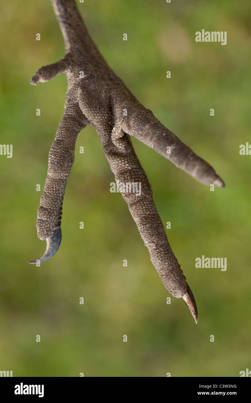 Demoiselle Kran (Anthropoides Virgo). Unterseite des rechten Fußes. Stockfoto