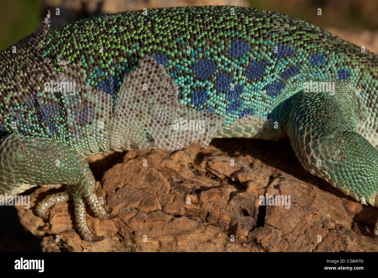 Europäischen Ocellated oder Eyed Lizard (Timon Lepidus). Häutung der Haut in Stücke auf Flanke des Körpers zeigen. Stockfoto