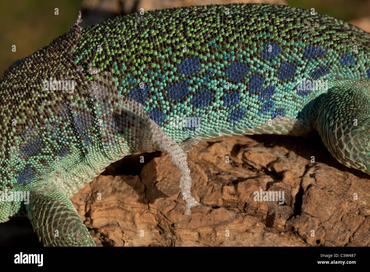 Europäischen Ocellated oder Eyed Lizard (Timon Lepidus). Häutung der Haut in Stücke auf Flanke des Körpers zeigen. Stockfoto