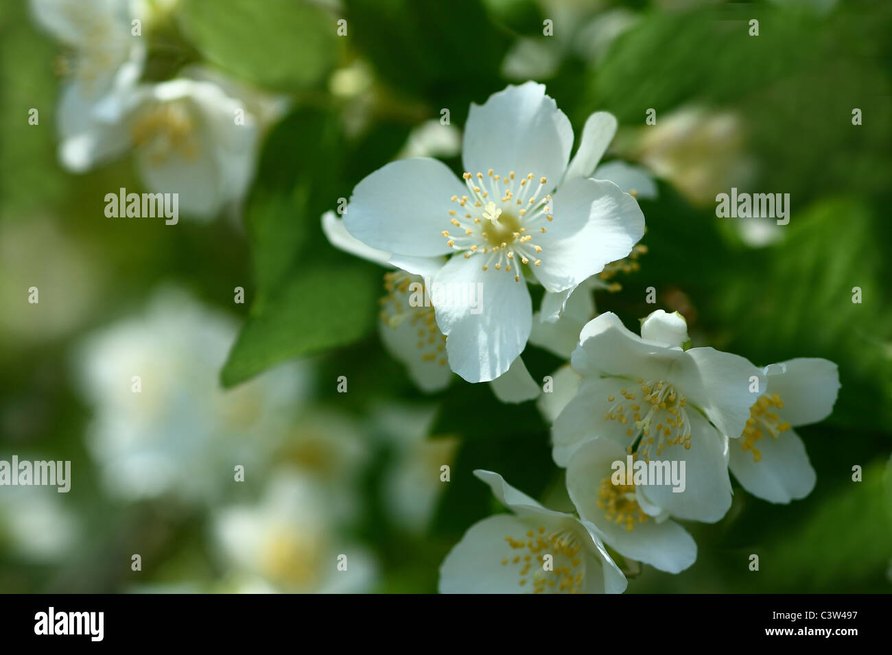 Mock Orange Blüten Stockfoto