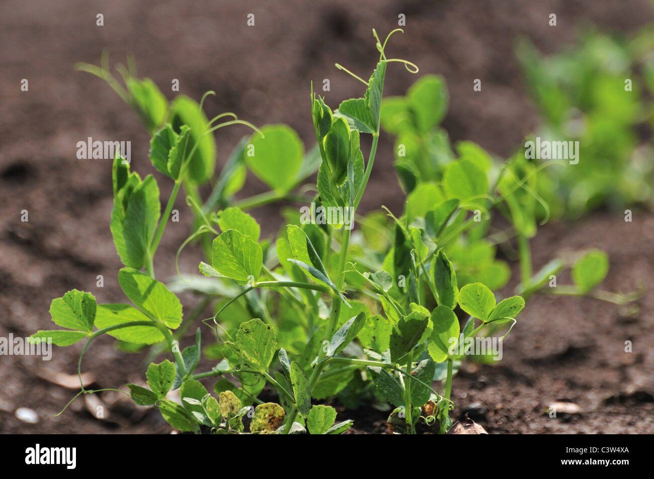 Snow Pea Sprossen Stockfoto