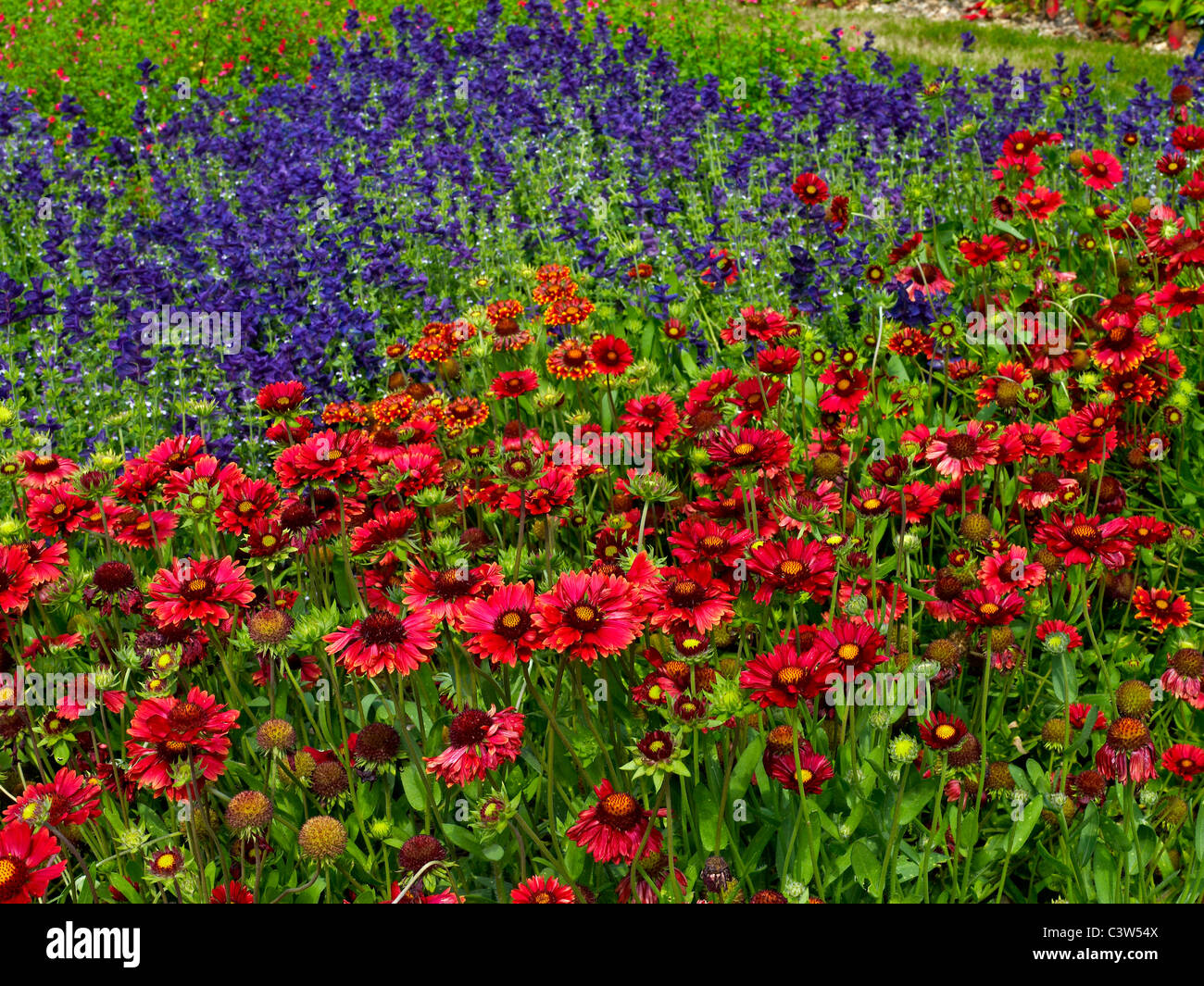 Dahlie "Maskerade" und Salvia in den Gärten des Chateau de Schlosses Stockfoto