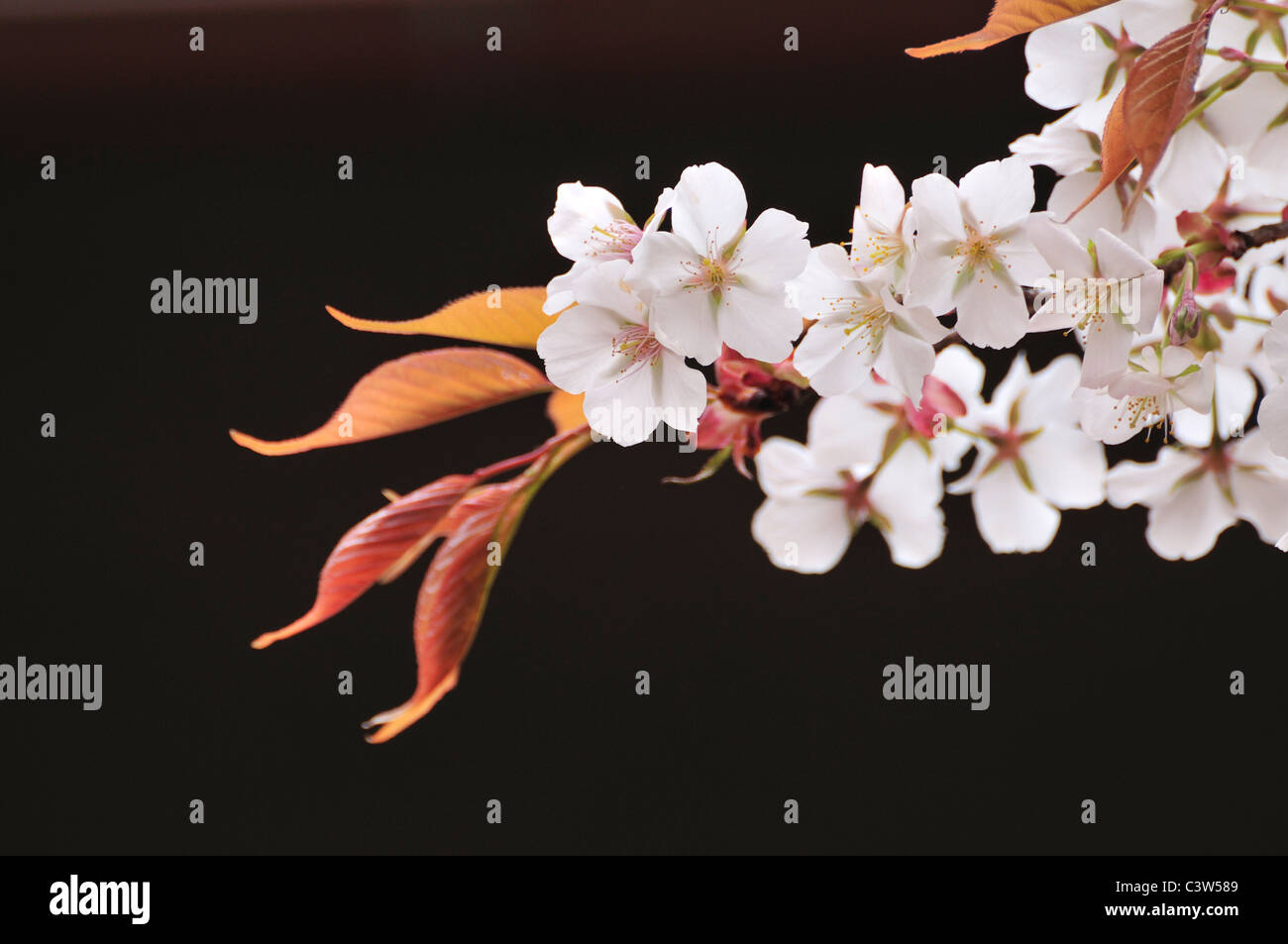 Kirschblüten Stockfoto