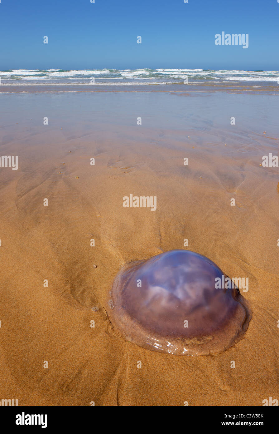 Lila Quallen angespült an den Sandstränden von Dana Bay - Westkap - Südafrika Stockfoto