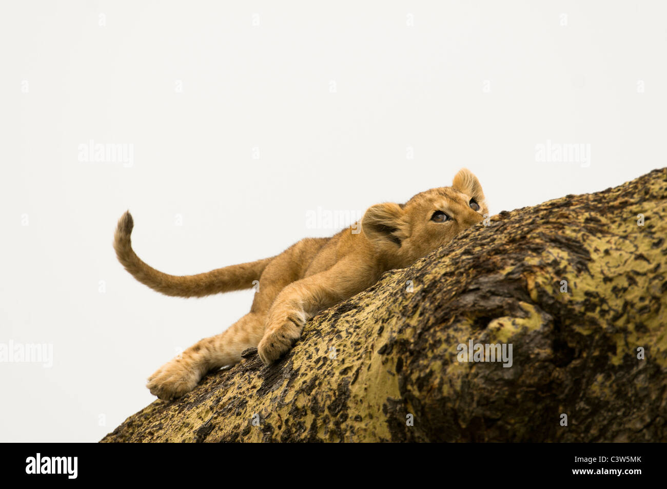 Ein Löwenjunges Baumklettern schaut oben aus seinem Ruhepunkt auf einer Akazie in Serengeti Nationalpark, Tansania. Stockfoto