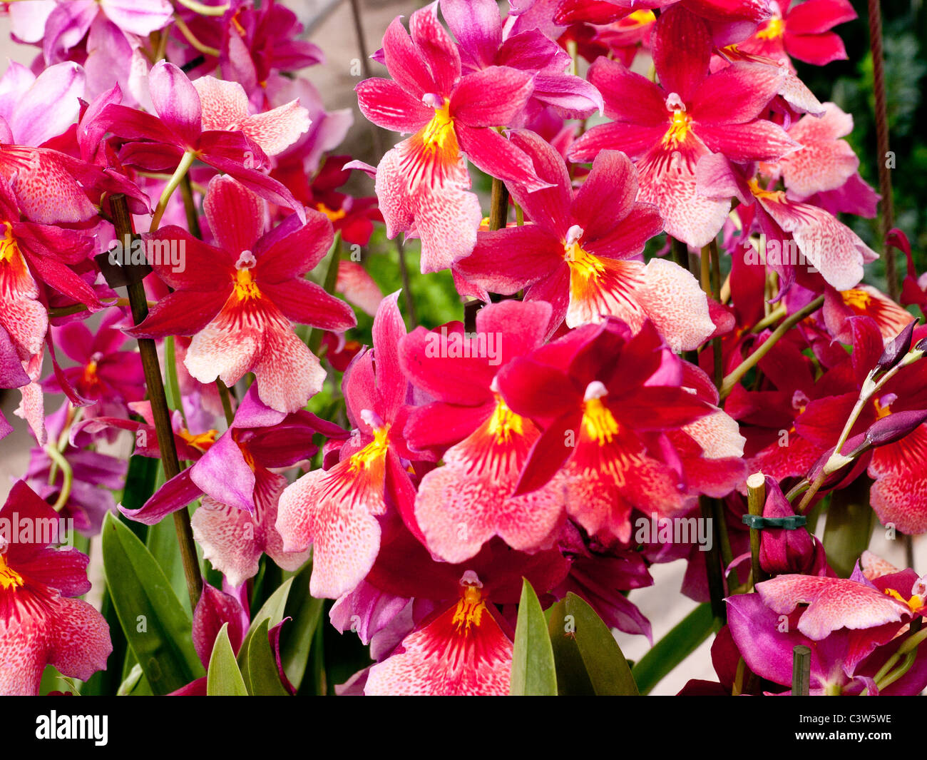 Nahaufnahme einer Orchidee im tropischen Gewächshaus in den Royal Horticultural Society Gärten, Wisley, UK Stockfoto