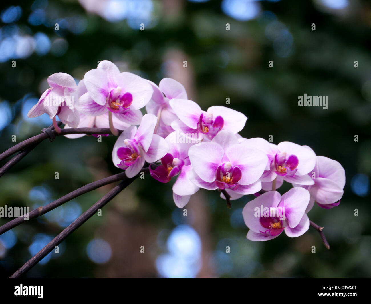 Nahaufnahme einer Orchidee im tropischen Gewächshaus in den Royal Horticultural Society Gärten, Wisley, UK Stockfoto