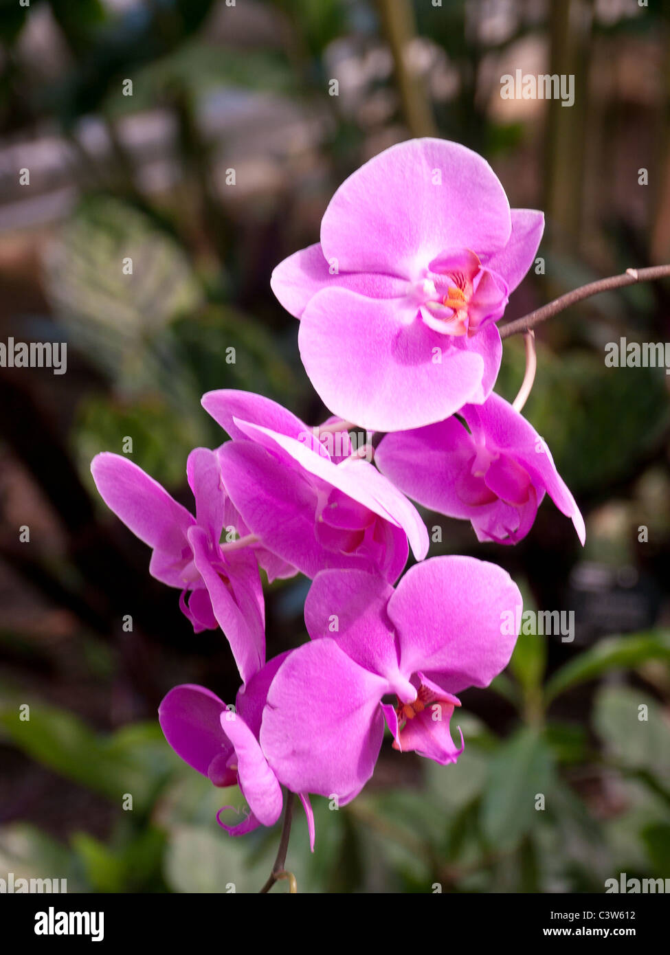 Nahaufnahme einer Orchidee im tropischen Gewächshaus in den Royal Horticultural Society Gärten, Wisley, UK Stockfoto