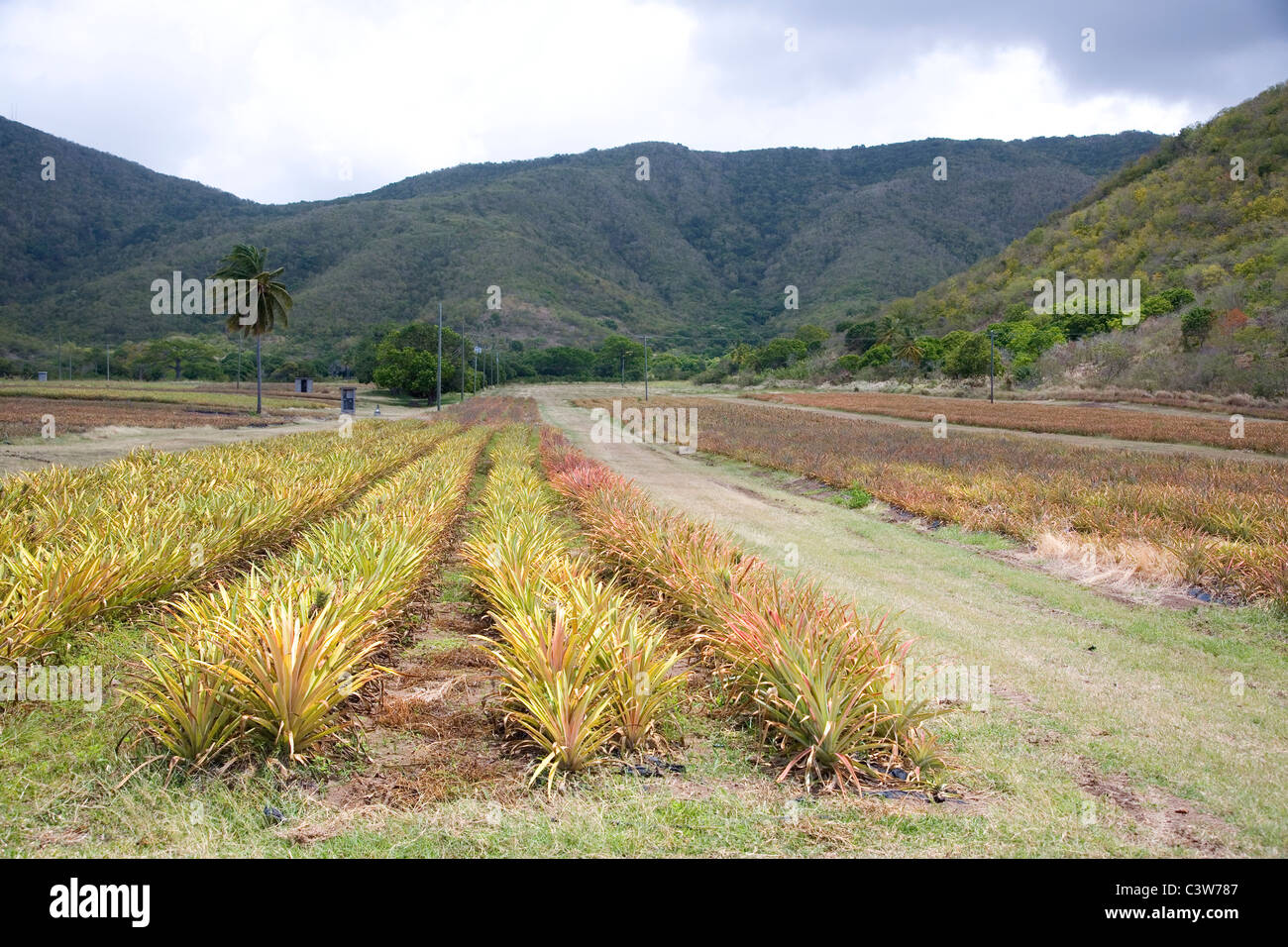 Ananasplantage in Cades Bay in Antigua Stockfoto