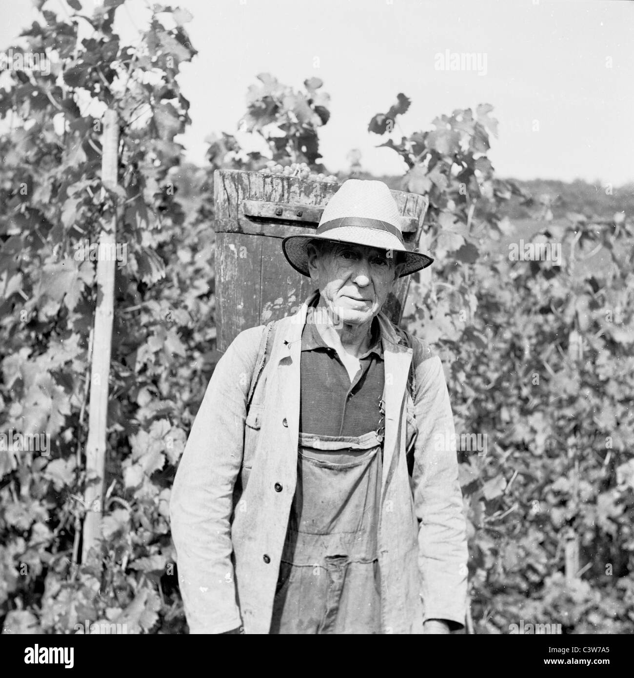 Historisches Bild eines älteren männlichen Trauben Picker mit hölzerner Eimer voller Trauben auf dem Rücken der 1950er Jahre. Stockfoto
