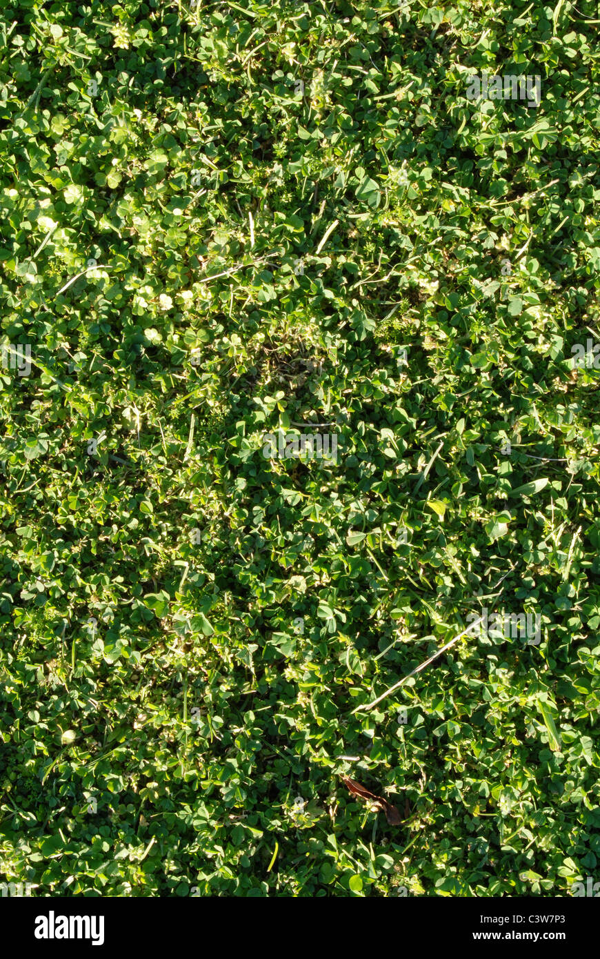 Kleeblätter und Green grass Textur Hintergrund Stockfoto