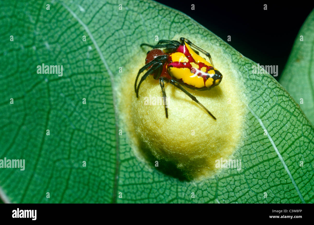 Spinne-Frau (Alpaida Bicornuta: Araneidae) bewachen ihre Ei-Sac unter ein Blatt im Regenwald von Costa Rica Stockfoto