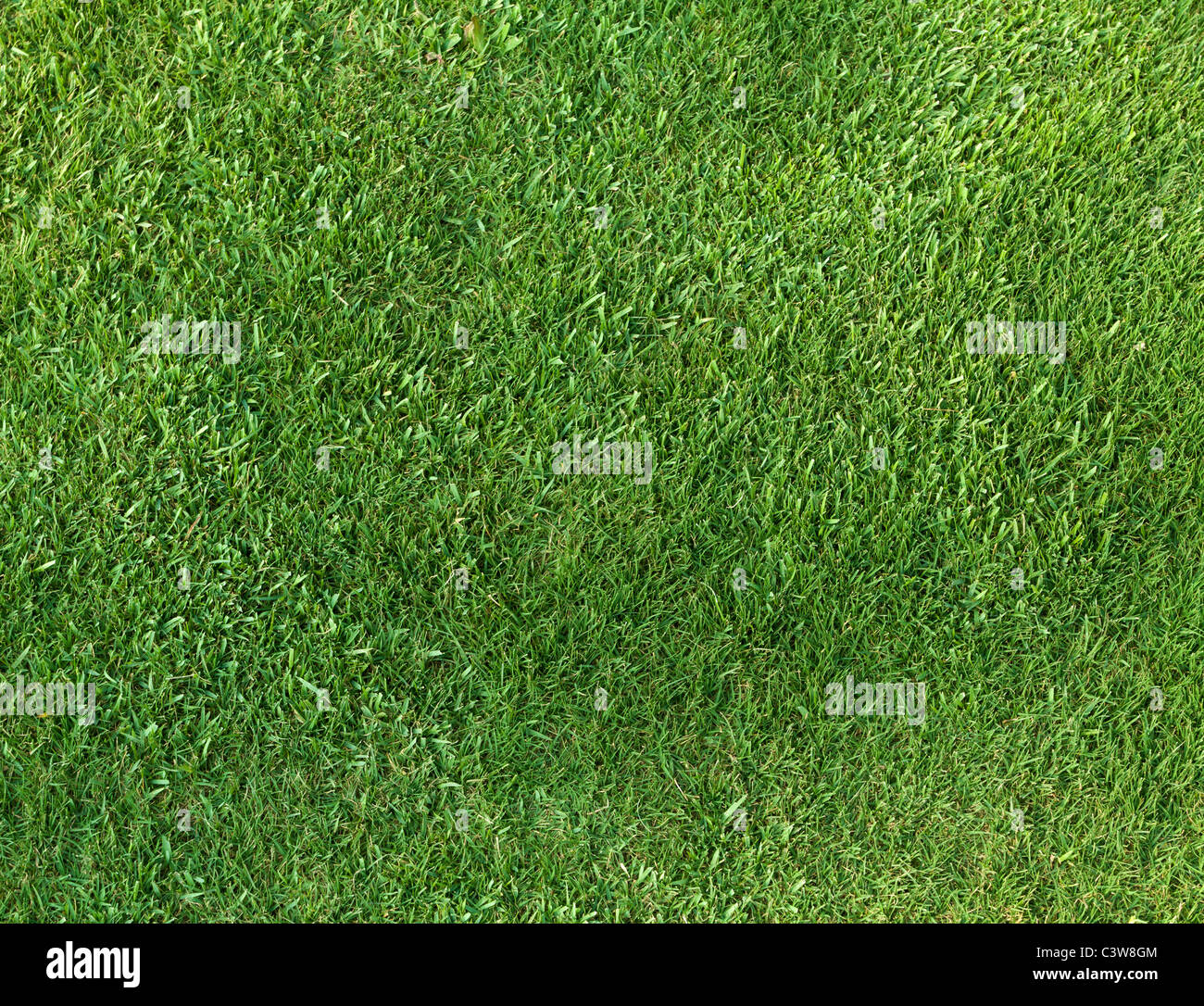 Grasgrün abstrakten Hintergrund Stockfoto