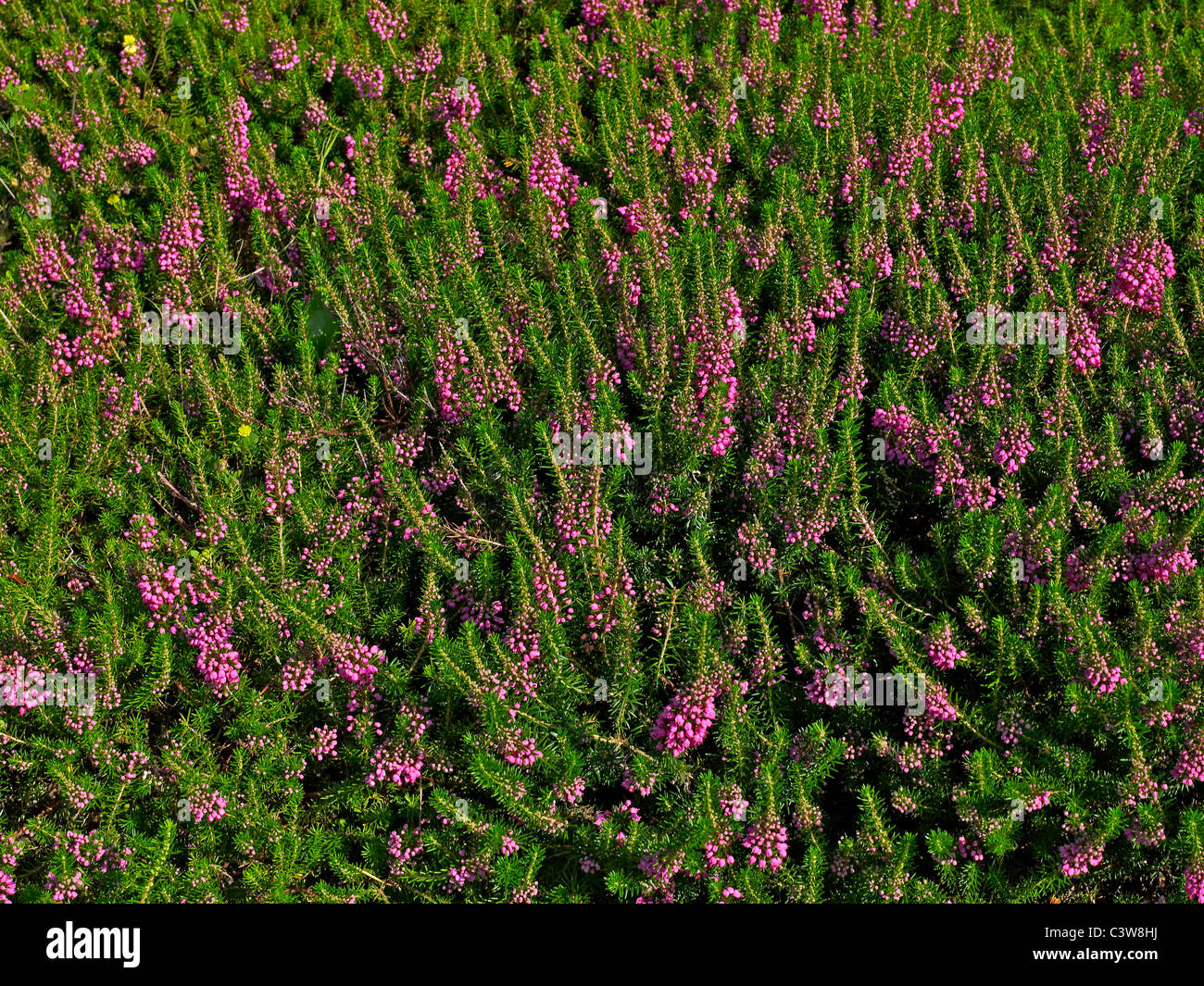 Calluna Vulgaris in Blüte am Grandes Bruyeres Stockfoto