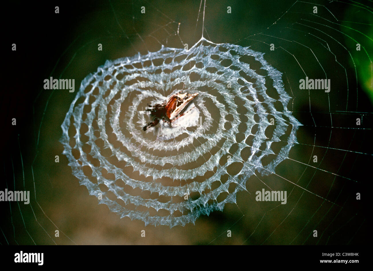 Insel Cyclosa Spinne / Variable Lockvogel Spinne (Cyclosa Insulana) weiblich auf der Stabilimentum in ihrem Netz, Regenwald Sumatra Stockfoto