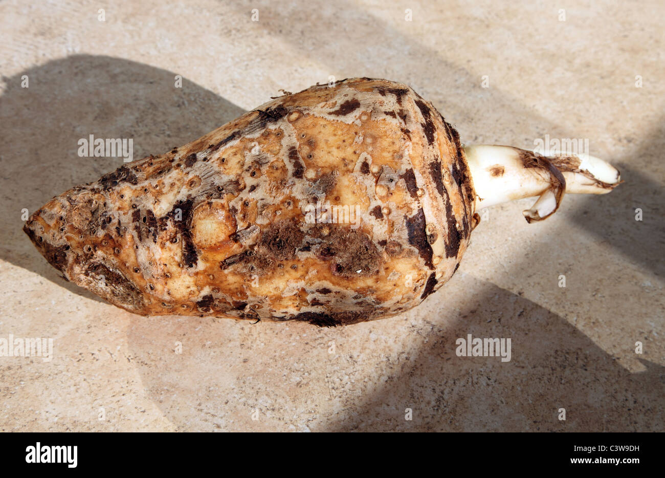 Colocassia, Östliches Mittelmeer Kartoffel-wie Gemüse, auf Verkauf in Nicosia, Zypern Stockfoto
